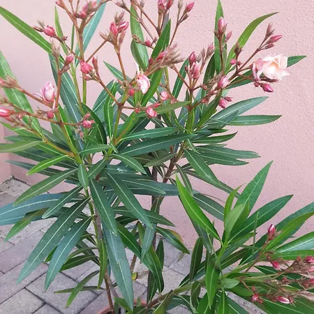 Vakantiehuis Des Tourtereaux Proche Europapark Et Rulantica