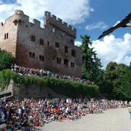Des Tourtereaux Proche Europapark Et Rulantica * Bindernheim