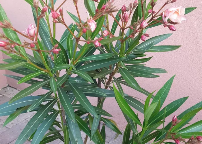 Hébergement de vacances Des Tourtereaux Proche Europapark Et Rulantica