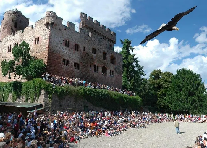 Des Tourtereaux Proche Europapark Et Rulantica * Bindernheim